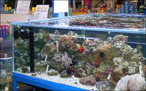 Aquariums - Jaydee Aquatics